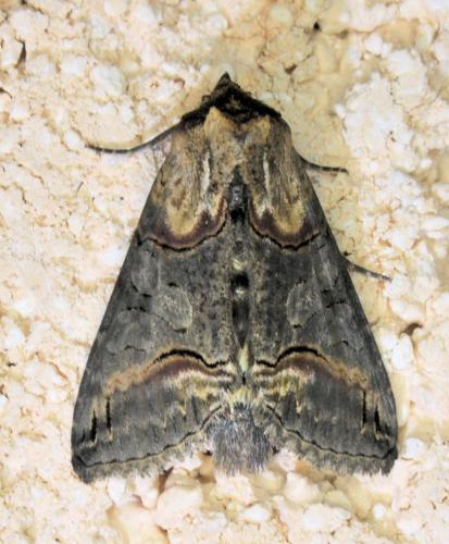 Abrostola triplasia